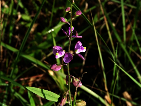 {Asemeia grandiflora}